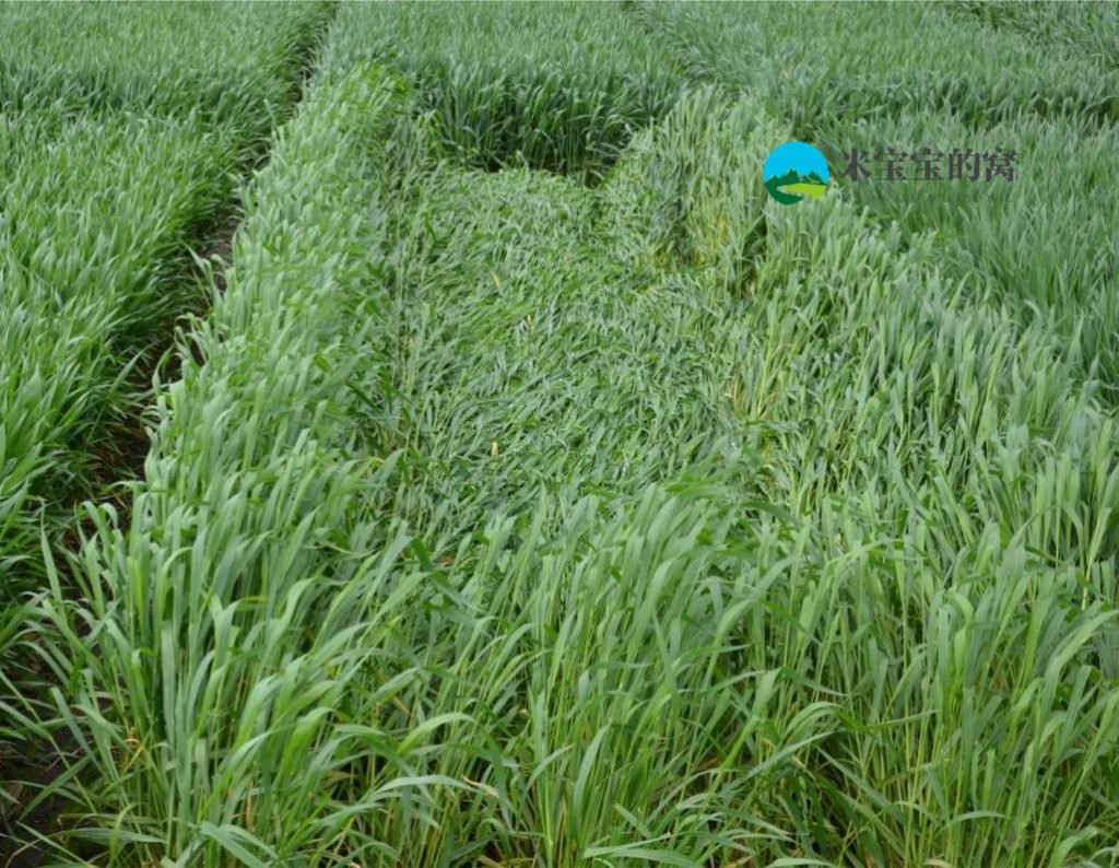 小麦春季倒伏的表现形式有哪些？小麦倒伏的预防措施有哪些？