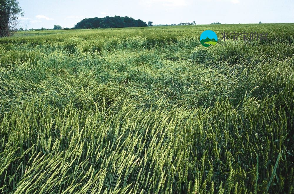 小麦春季倒伏的表现形式有哪些？小麦倒伏的预防措施有哪些？