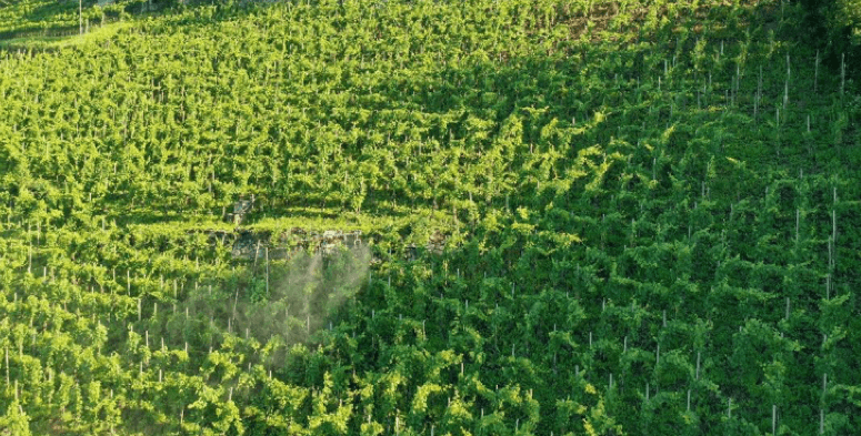 大疆农业、植保无人机、无人机打药、果树打药、农业、智能、科技农业、无人机播撒、统防统治