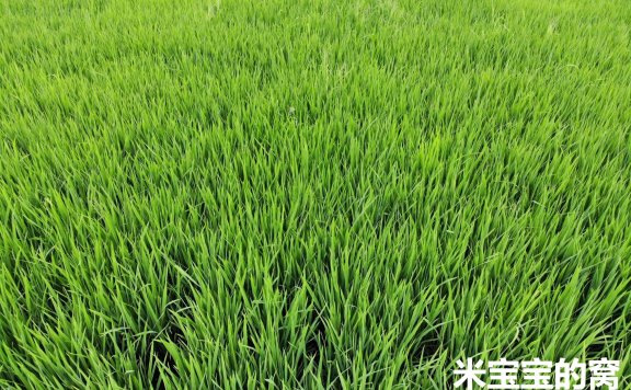 秧苗生长所需的自然条件是什么