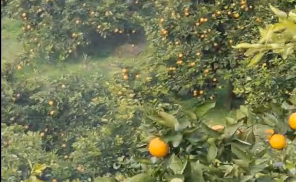 XP2021款果树作业视频 ，果树自由航线测试