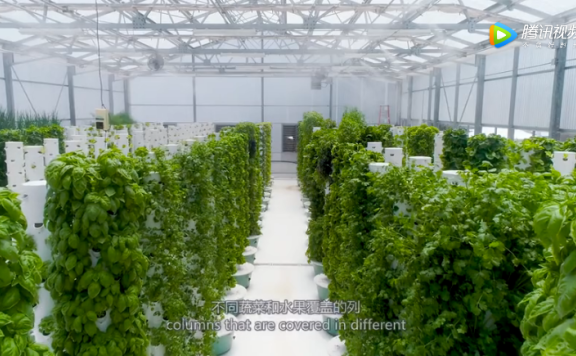国外新兴无土且节水90%的农场