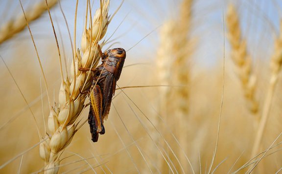 　杀虫剂的剂型和杀虫剂安全使用知识