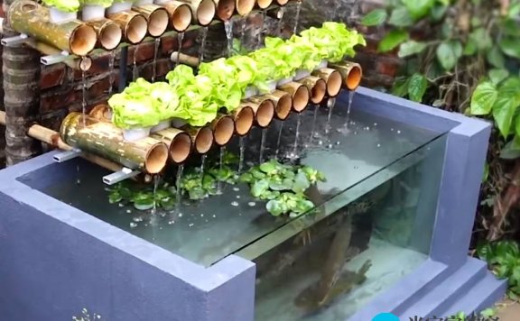 家庭生态小农场  养鱼池与种植干净蔬菜相结合的秘诀