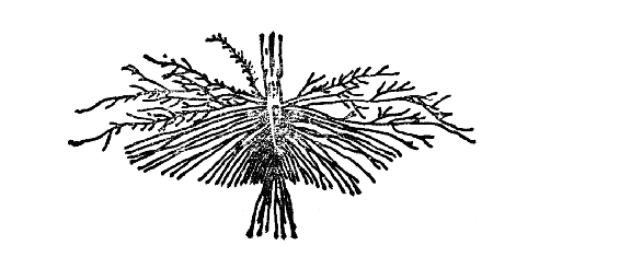 水稻根的生长与生理特性