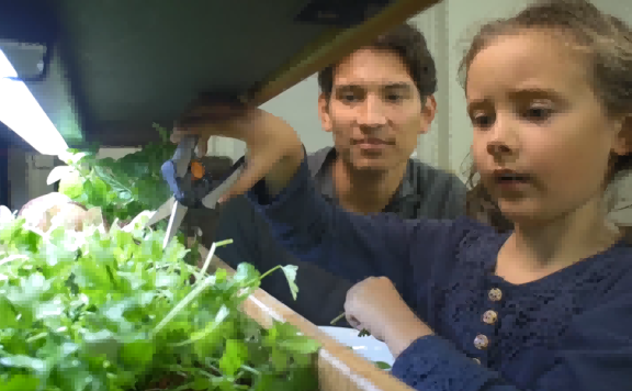 鱼菜共生　鱼缸上长出新鲜时蔬