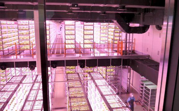 沙拉，年销售额600亿韩元!从栽培到加工_韩国国内最大规模最尖端未来农业智能农场