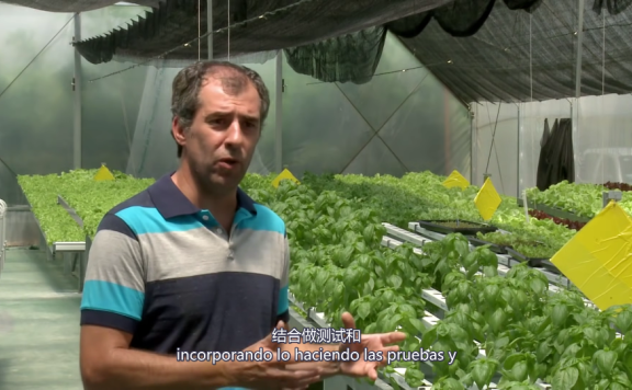 Hidroponía 公司：水培生产以技术求效率的优质生产