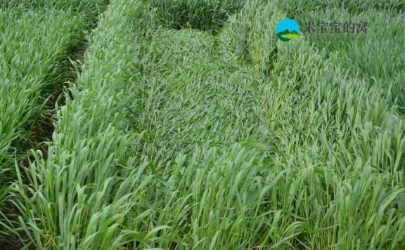 小麦春季倒伏的表现形式有哪些？小麦倒伏的预防措施有哪些？