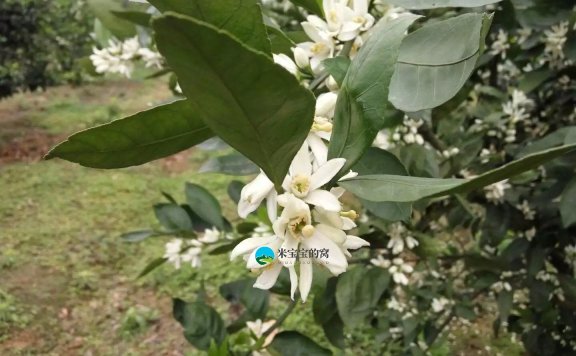 柑橘嫁接砧木与品种选择