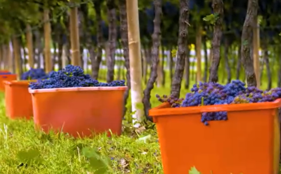 如何生产数以百万计的葡萄树-葡萄苗生产-收获和加工葡萄