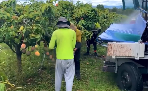 不可思议的芒果种植、收获和加工过程-现代农业技术