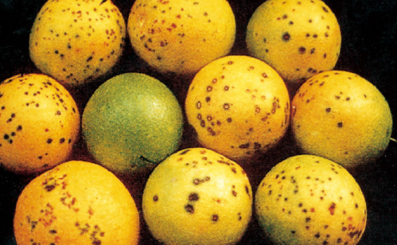 柑橘黑斑病的传播途径和防治方法