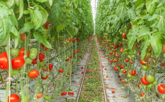 美国环保署批准牛津大学伊甸园研究