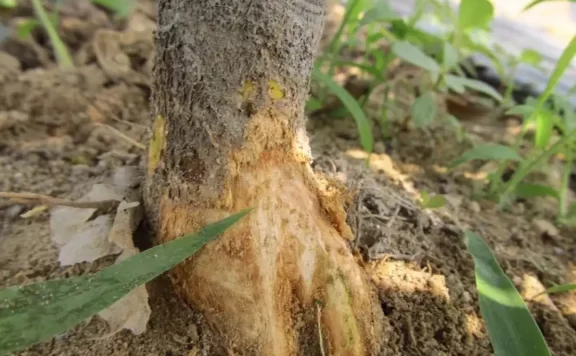 柑橘脚腐病的传播途径和防治方法