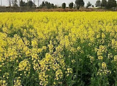 油菜秋播和苗期应注意防控地下害虫