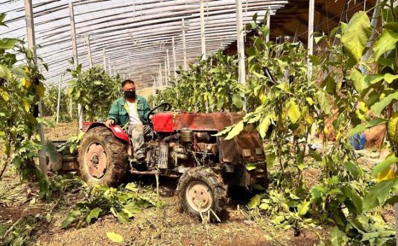 发展绿色循环农业蔬菜秸秆有了新用途  农作物秸秆的利用