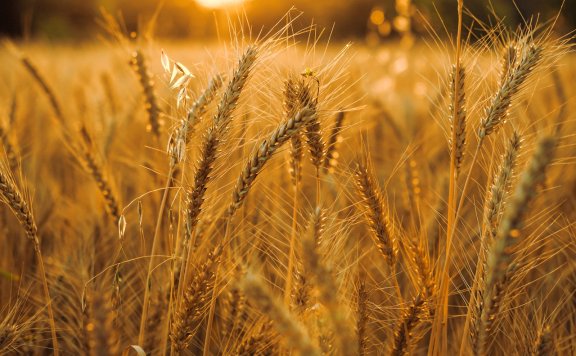 科学选择良种 2022年全国小麦秋冬种植要精细播种保全苗