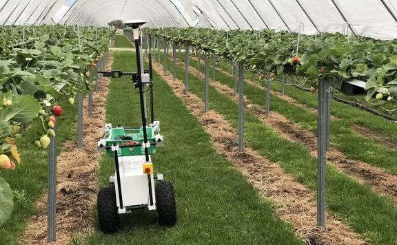 草莓采摘机器人可以用使用紫外线控制真菌