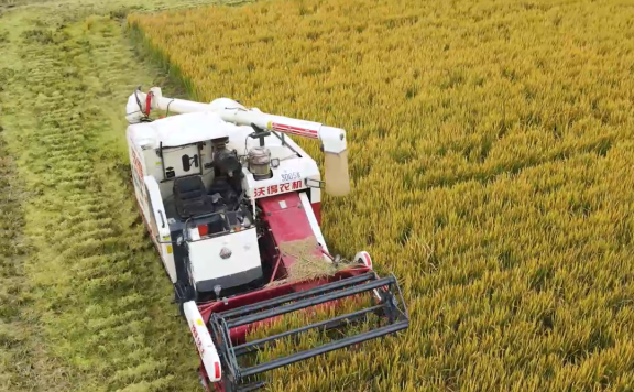 水稻的养分管理和水稻高产的必备条件