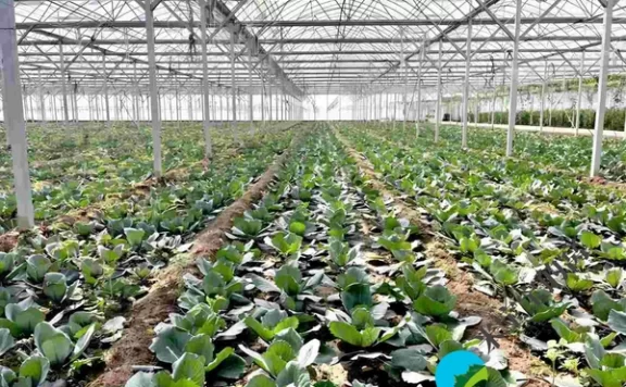 蔬菜走向规模化创经济社会双效益