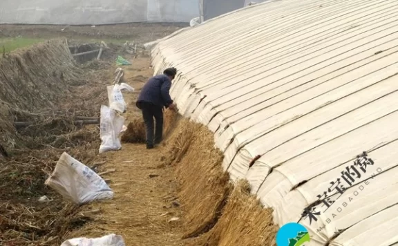 冷空气来袭保温抗逆并重 大棚如何进行保温抗寒