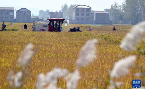 深秋稻米香古村——皖北乡村振兴一线见闻