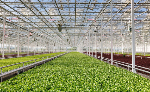 AppHarvest 的 15 英亩室内农场具有自动收割功能