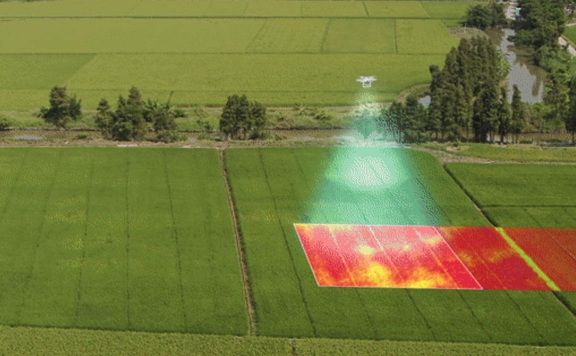 秧苗健康成长的秘诀:掌握秧苗正确的生理需求