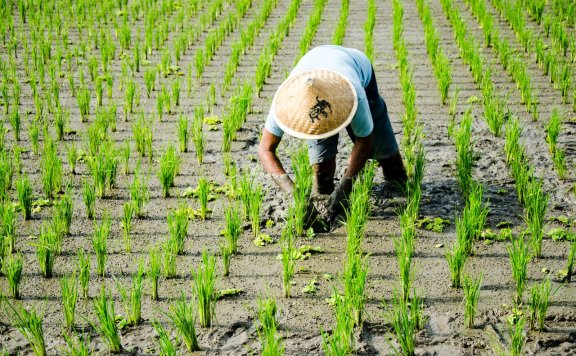 高压电能灭杀草种子吗？高压除草技术优势
