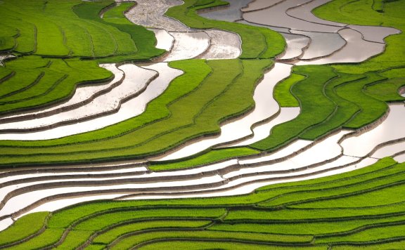 水稻高产之道: 病虫害的防治