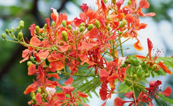 核桃烂果是什么原因？