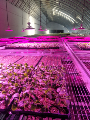 种苗生长随动补光系统