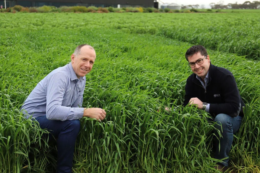 除草剂耐受性大麦为种植者提供更多选择