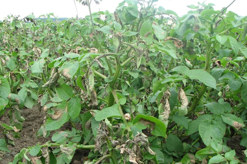 抗击马铃薯疫病：取得重大突破