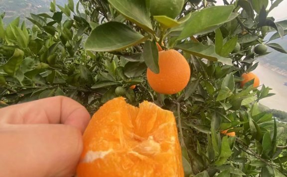 进入8月，柑橘橙子需要做好这几点管理