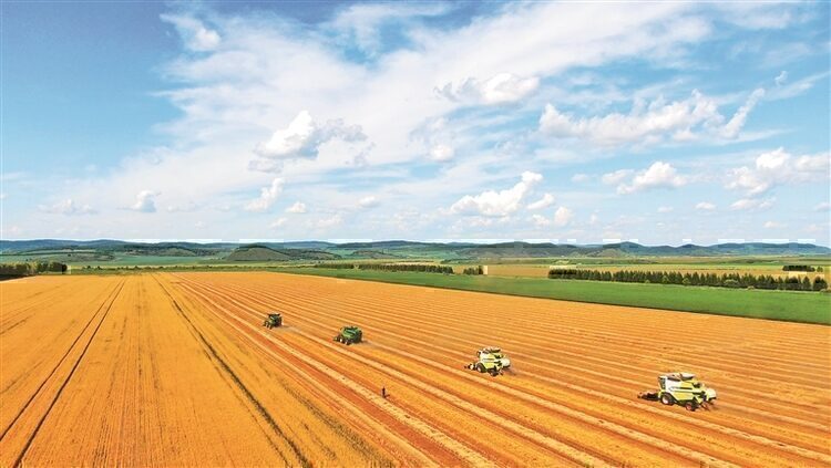 小麦植物的个体行为如何影响群体表现